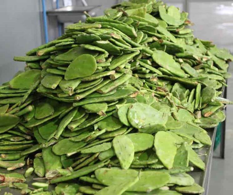 Cocina unos ricos nopalitos sin usar la estufa