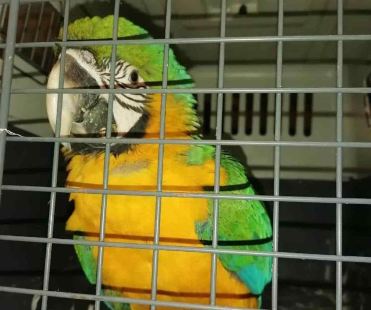 Aseguran guacamaya en Col. Burócratas del Estado