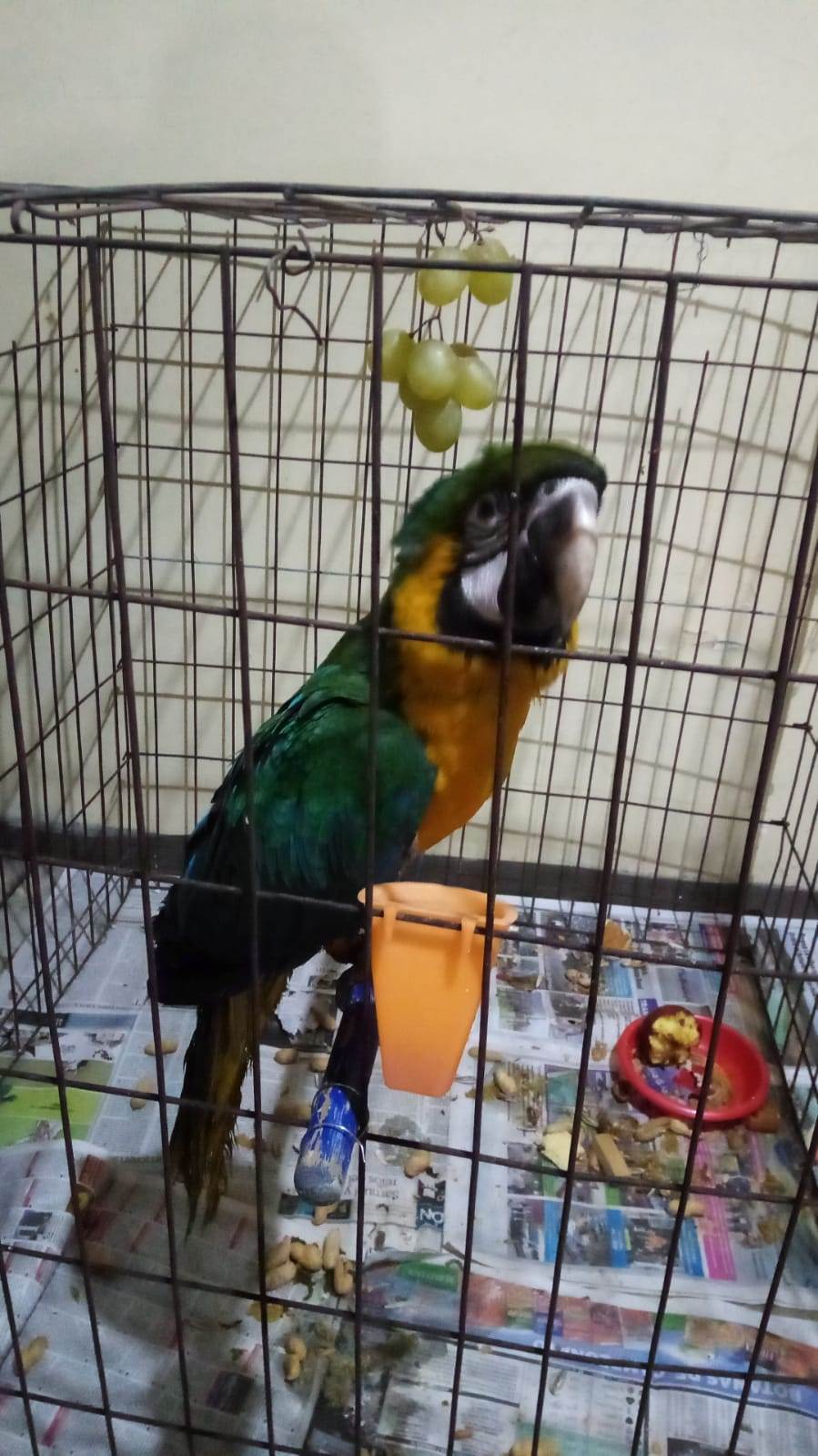 Una guacamaya localizada en la Colonia Burócratas del Estado, fue resguardada