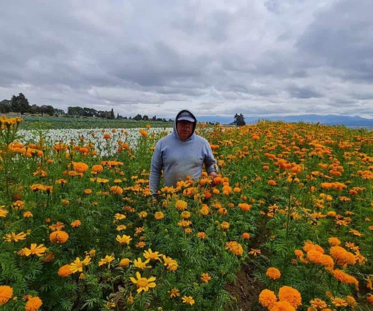 Siembran floricultores sólo la mitad
