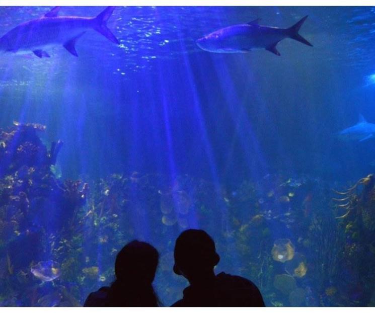 Acuario Inbursa tendrá Noches de Leyendas Acuario Inbursa tendrá Noches de Leyendas