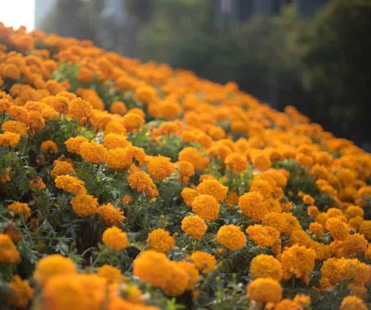 Partículas en flor cempasúchil combatirían cáncer de colon
