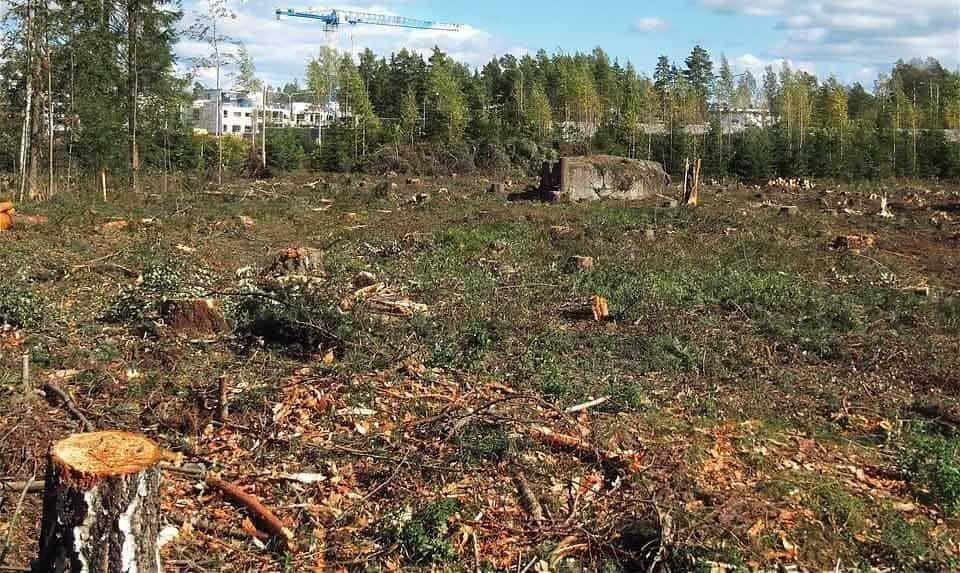 México no firmó pacto para poner fin a deforestación