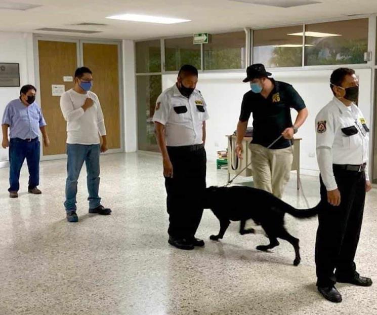 Entrenan perros para detectar Covid