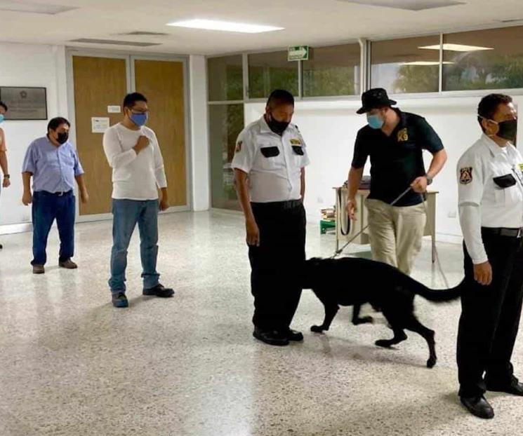 Entrenan perros para detectar Covid Entrenan perros para detectar Covid