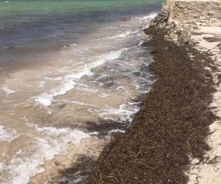 Alertan sobre arribo masivo de sargazo en Yucatán