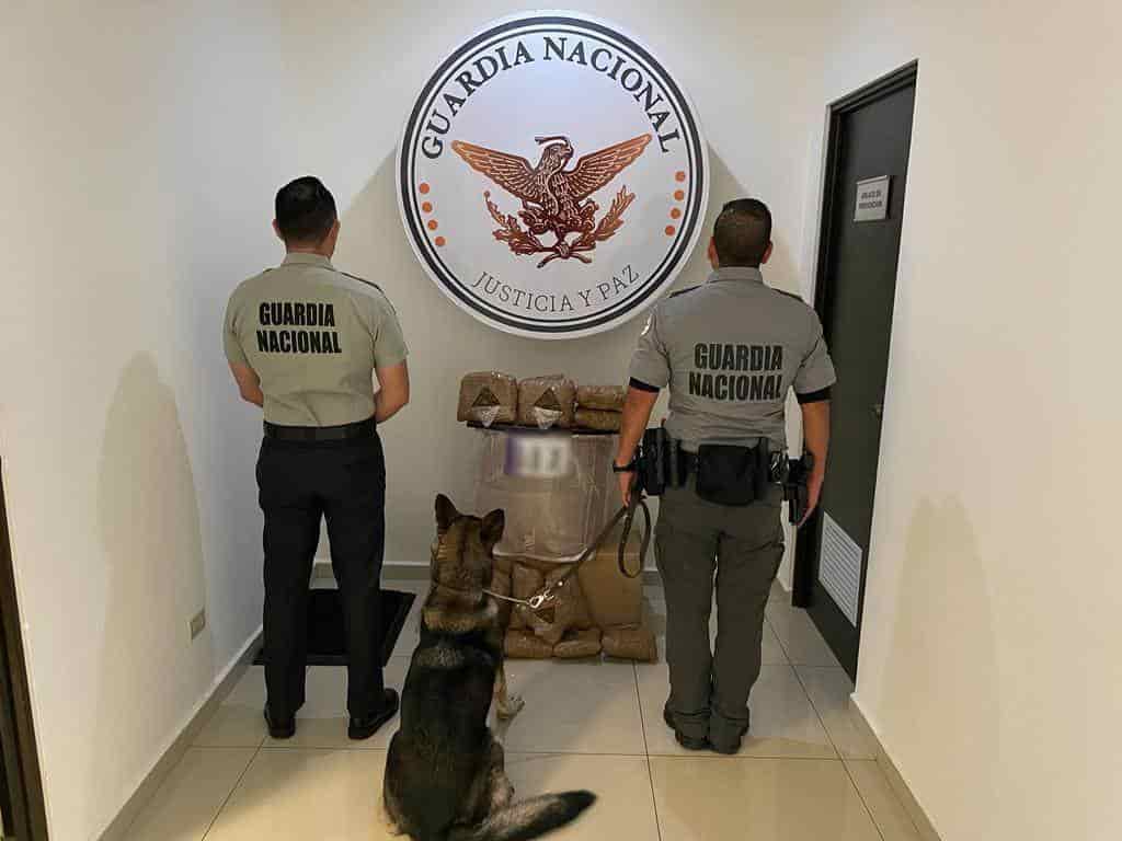 Logran ubicar y decomisar 16 paquetes con marihuana en una empresa de mensajería y paquetería