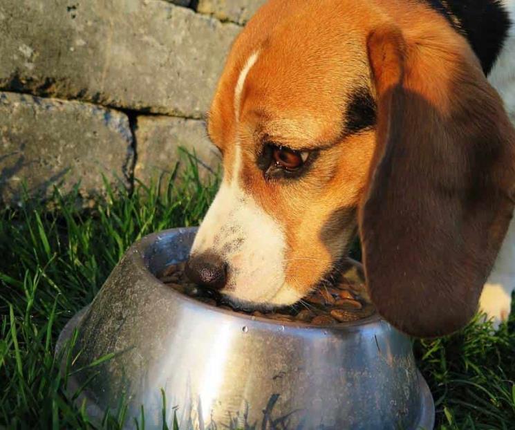 Venden en Buen Fin croquetas para perros incluso más caras Venden en Buen Fin croquetas para perros incluso más caras