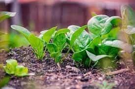 Invitan a regios a tener consumos ecológicos