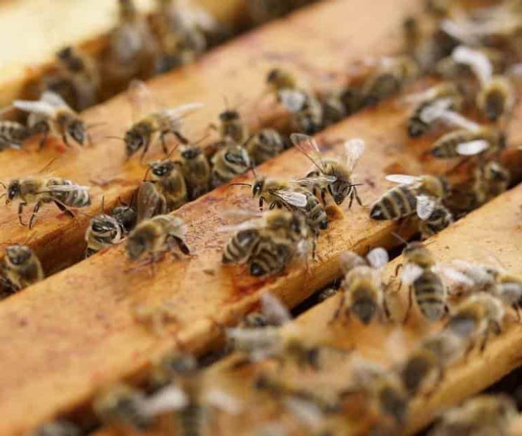 Presentan atlas sobre las abejas en México Presentan atlas sobre las abejas en México