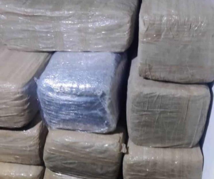 Decomisan media tonelada de mariguana Decomisan media tonelada de mariguana
