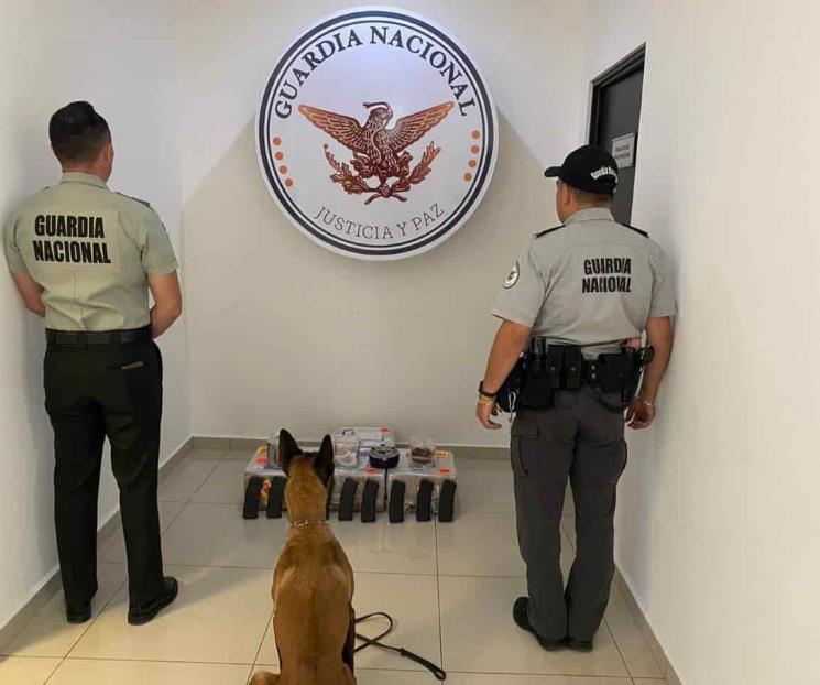 Decomisan armas en Santa Catarina