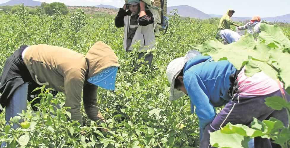 Amenazan a jornaleros mexicanos en granja de Quebec Amenazan a jornaleros mexicanos en granja de Quebec