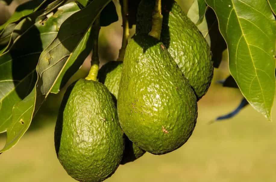 Beneficios que aportan las hojas de aguacate