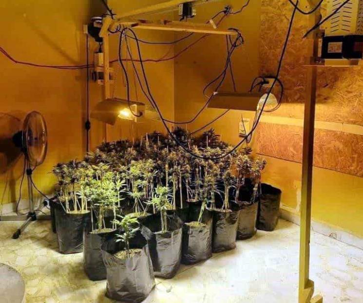 Descubren invernadero de droga