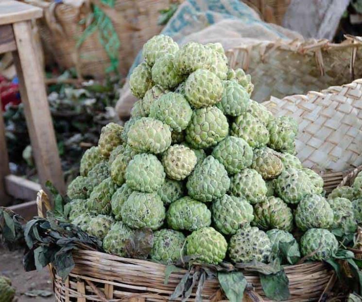 Llegó la temporada de chirimoya, conoce sus beneficios Llegó la temporada de chirimoya, conoce sus beneficios