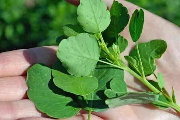 Pápalo, pa’l taco; sabroso y saludable