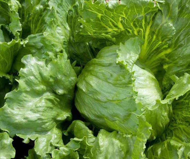 Propiedades de la lechuga