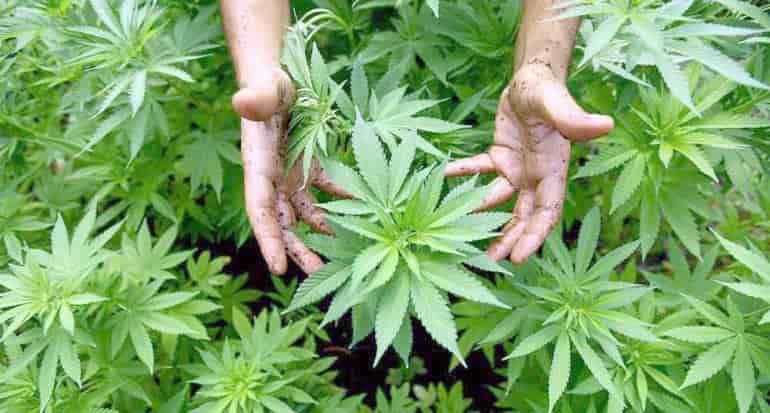 Acuerdan senadores impulsar ley de cannabis