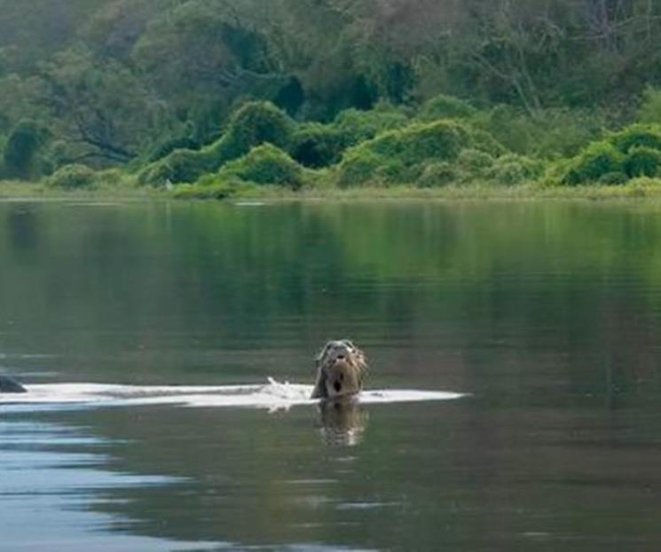 Avistan nutria gigante en Argentina