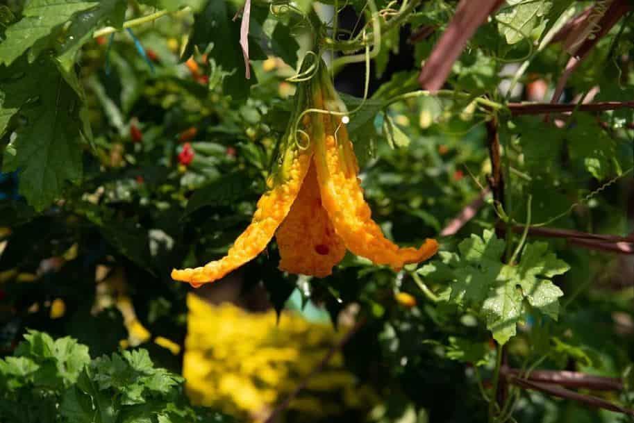 Balsamina, melón que reduce los niveles de azúcar en sangre