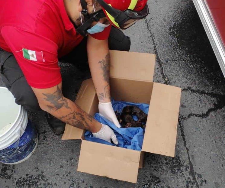 Rescatan a cachorros de incendio en domicilio