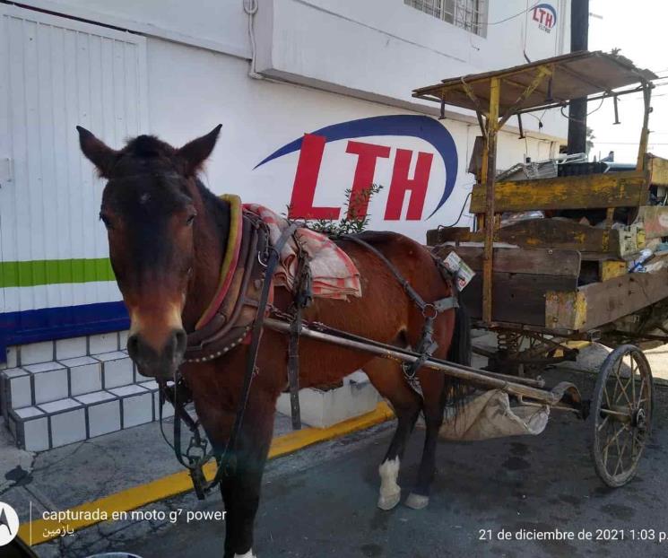 Maltratan caballo y los detienen