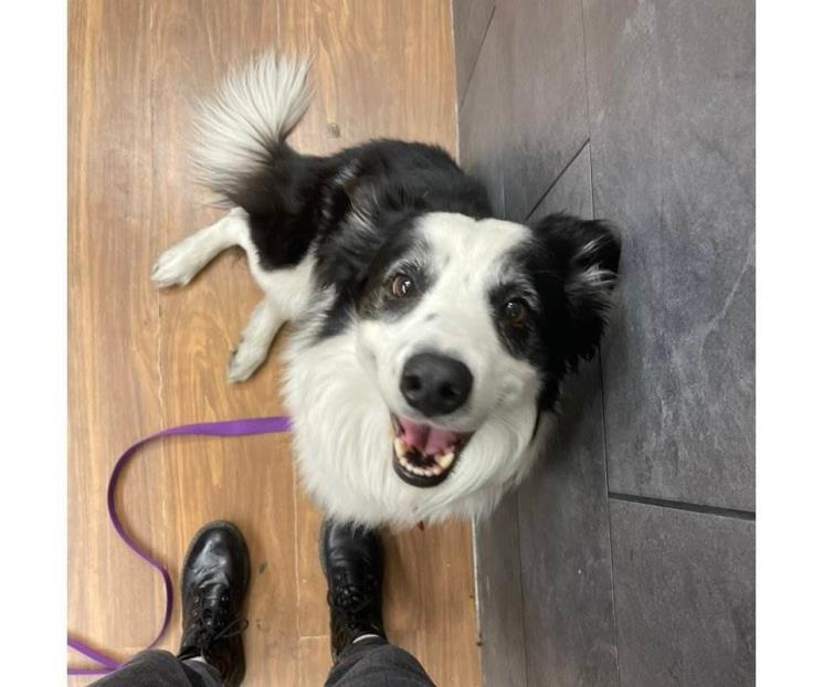 Pasajera denuncia que Aeroméxico extravió a su perrito Kobe