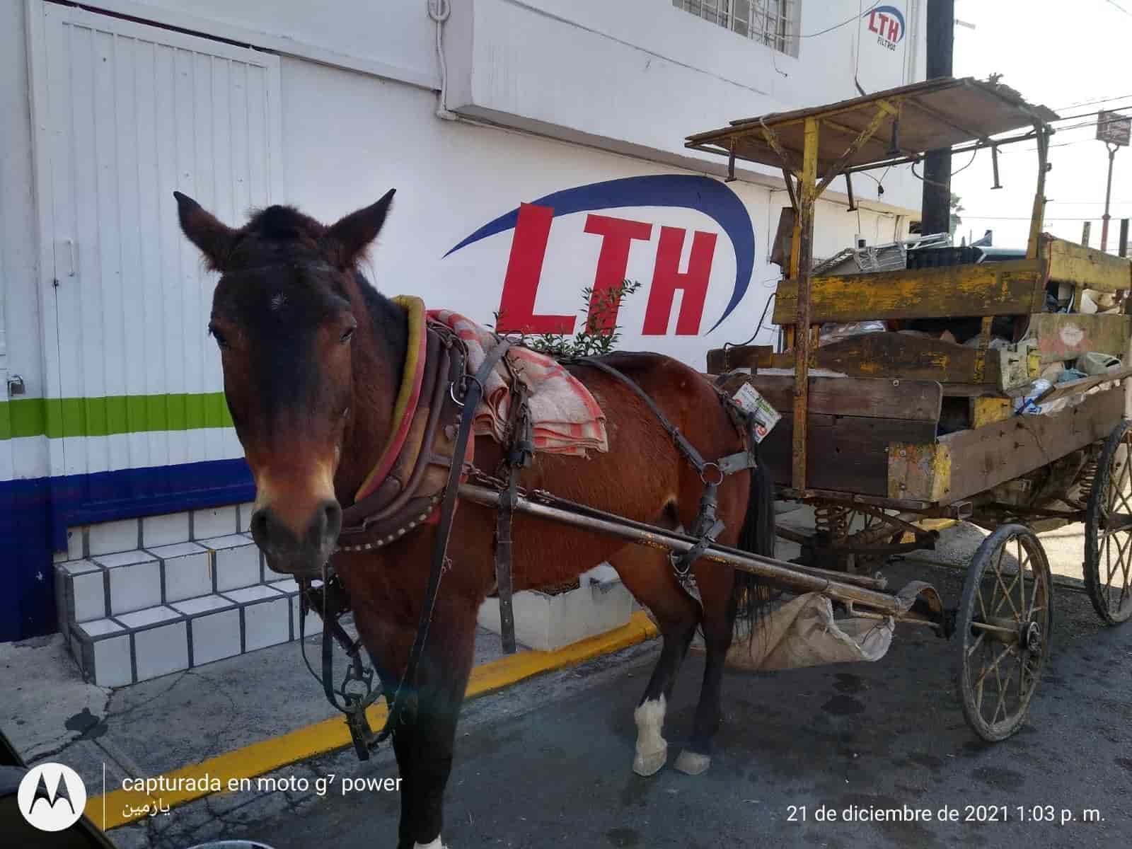 Detenidos tras ser sorprendidos maltratando a un caballo