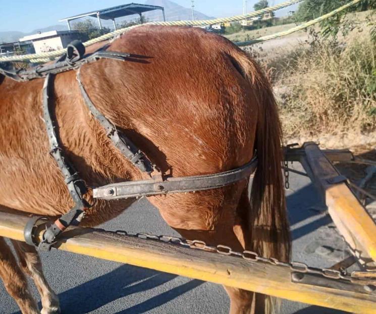 Arrestan a hombre por maltrato animal en Cd. Solidaridad