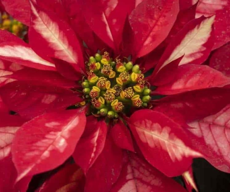 Nochebuena adornó los jardines de Nezahualcóyotl y Moctezuma