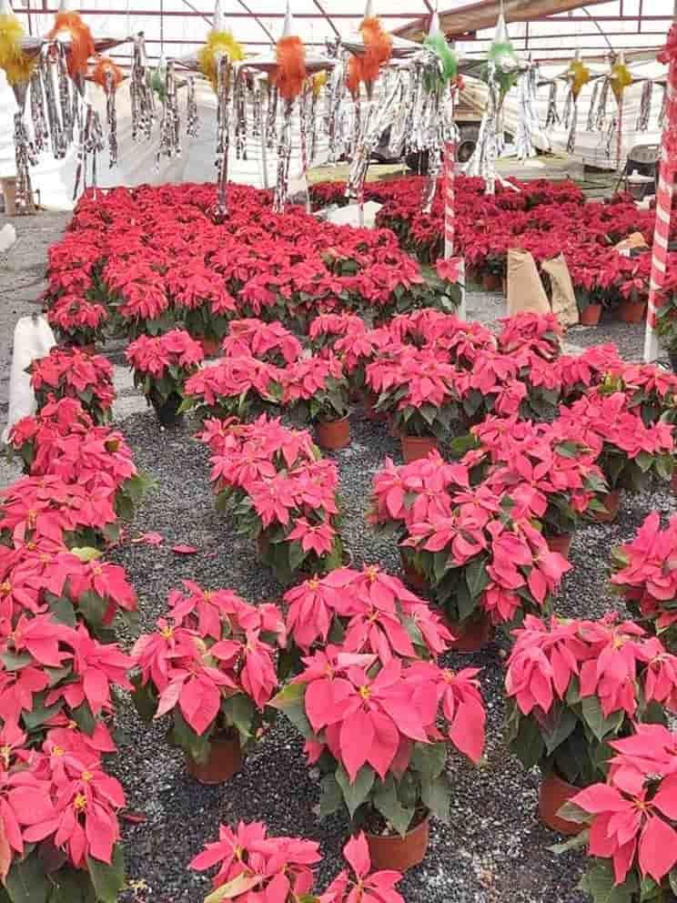 Nochebuena: un regalo de México para el mundo