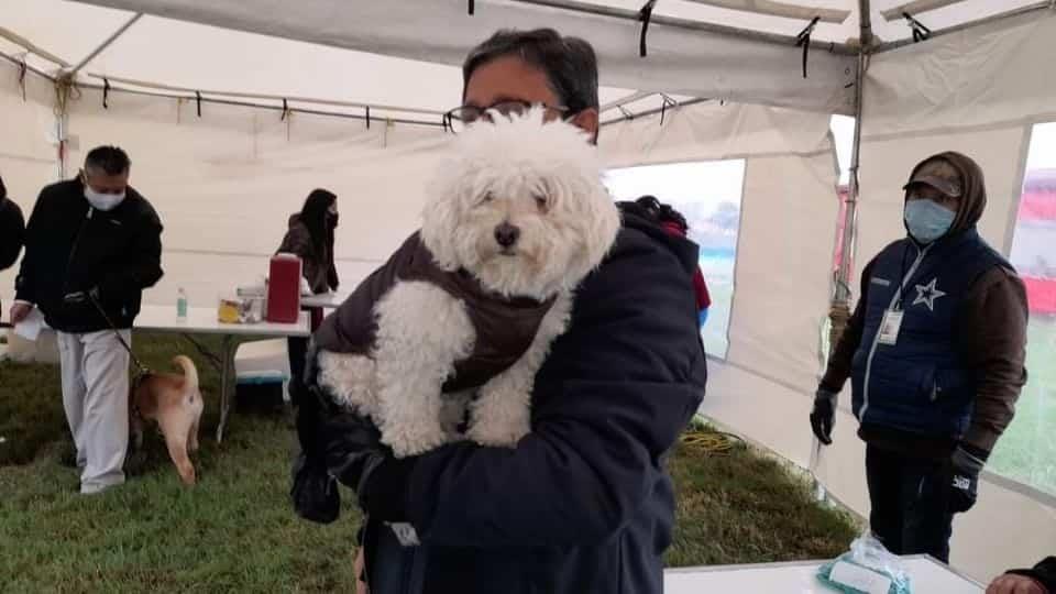 Piden adoptar una mascota por Navidad