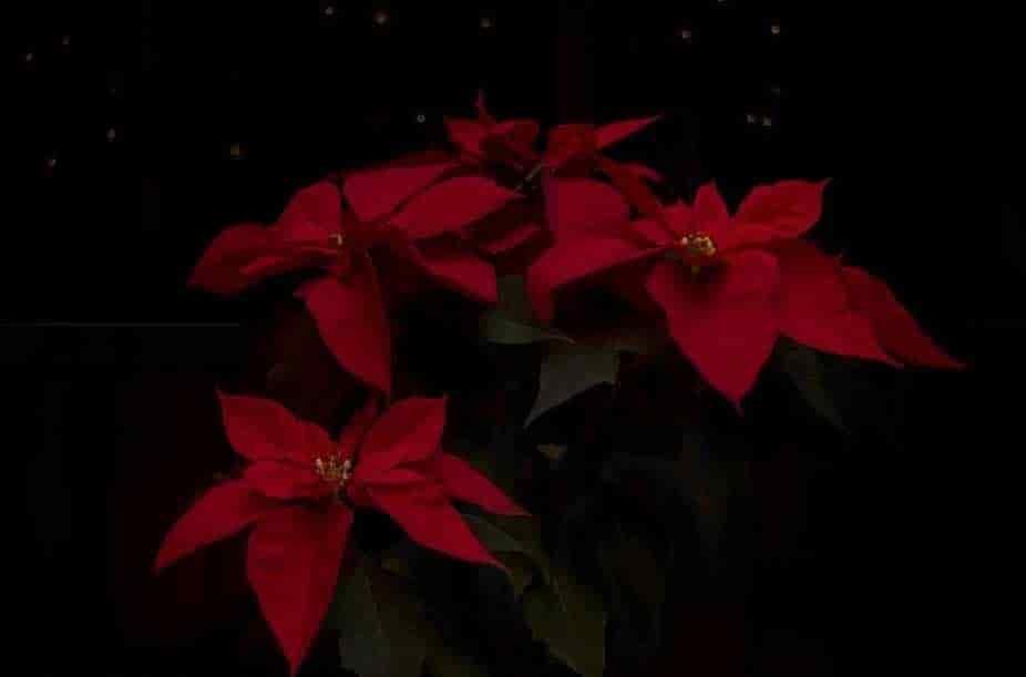 Fue buen año para flor de Noche Buena, dicen productores