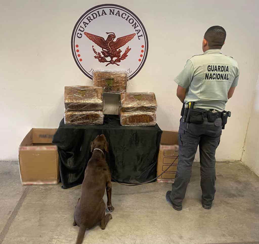 Decomisan cargamento de 40 kilos de mariguana, en una empresa de paquetería
