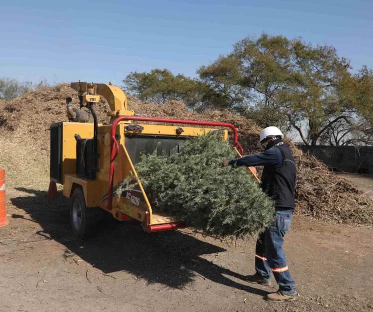 Recolectarán pinos gratis a nicolaítas cumplidos con predial