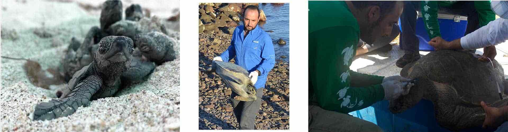 Estudia 5 especies de tortuga marina en peligro de extinción