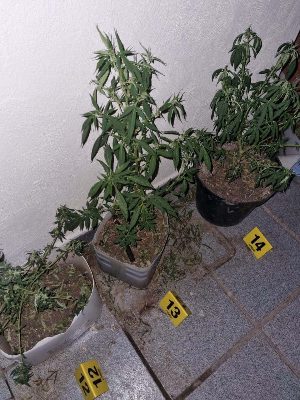 Un invernadero de marihuana fue asegurado por elementos de la AEI