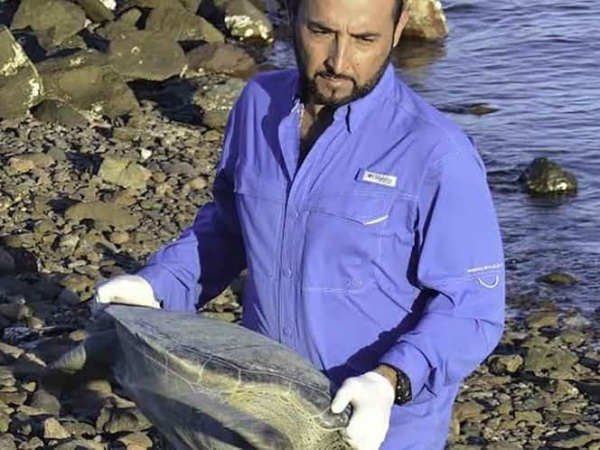Estudia IPN a tortugas en peligro de extinción