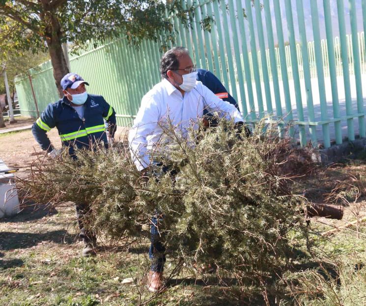 Instalan en Escobedo 9 centros de acopio de pinos navideños