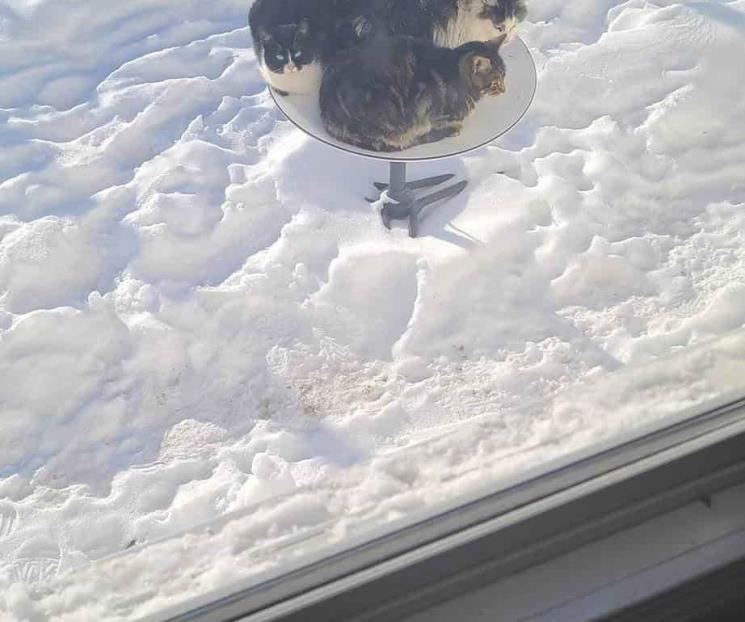 Antenas de Starlink tienen problemas