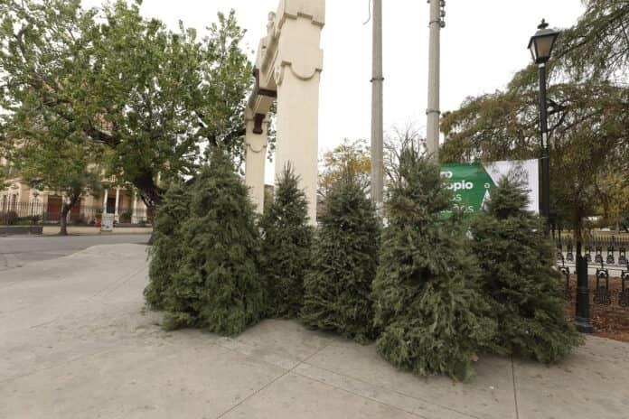 Tiene Monterrey 48 centros de acopio de pinos Tiene Monterrey 48 centros de acopio de pinos