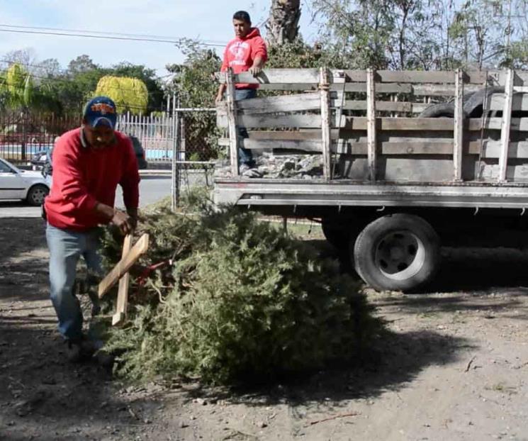Abren centros de acopio para pinos