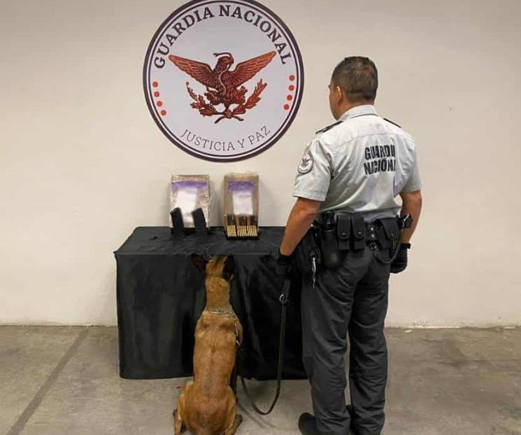 Binomio canino detecta armamento en paquetería