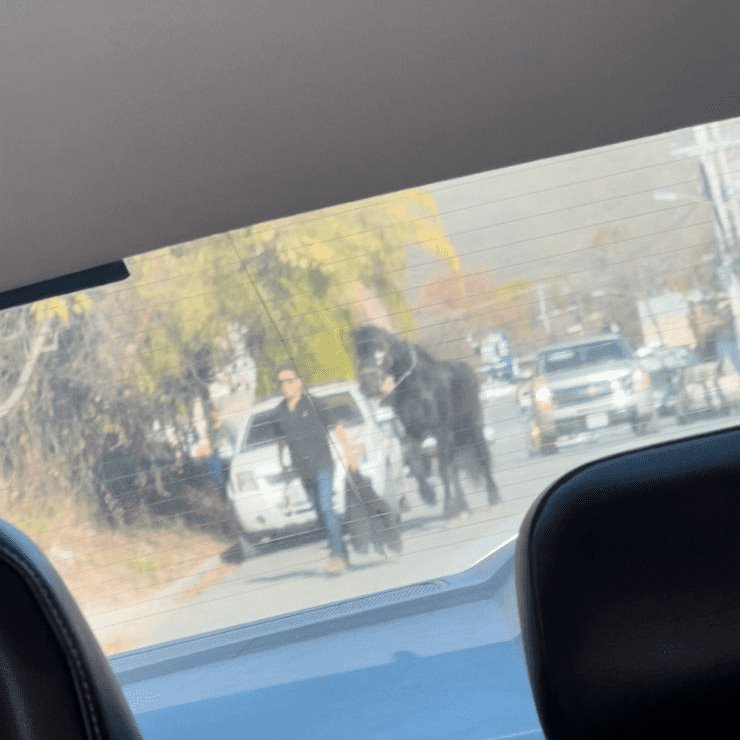 Roban caballo en Allende