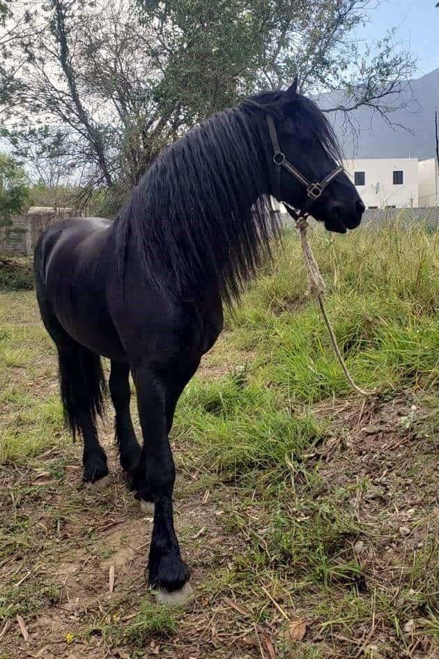 Ubican caballo robado en Allende