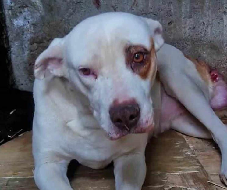 Incrementa abandono de perros y gatos por temor al Covid-19