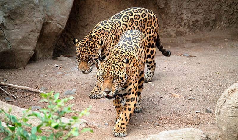18 estudiantes Tec buscan la preservación del Jaguar