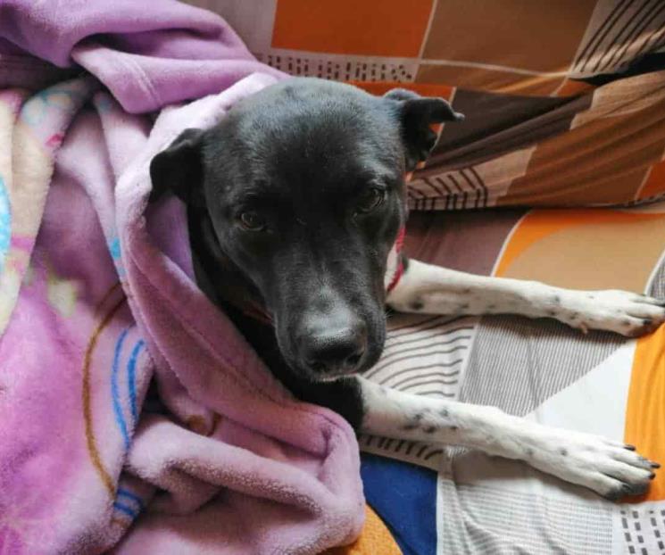 Exhortan a proteger a las mascotas del frío