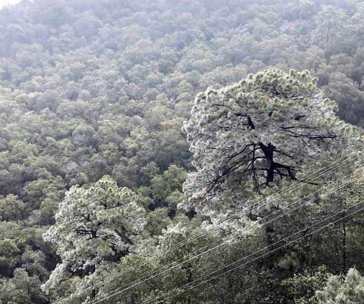 Pronostican nevadas en Nuevo León